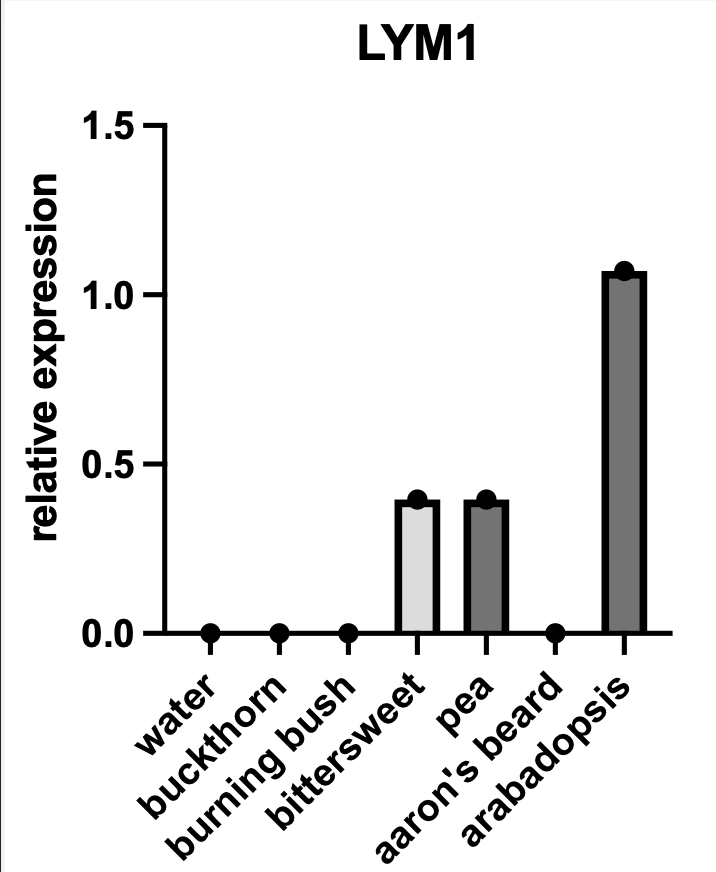 Expression of LYM1