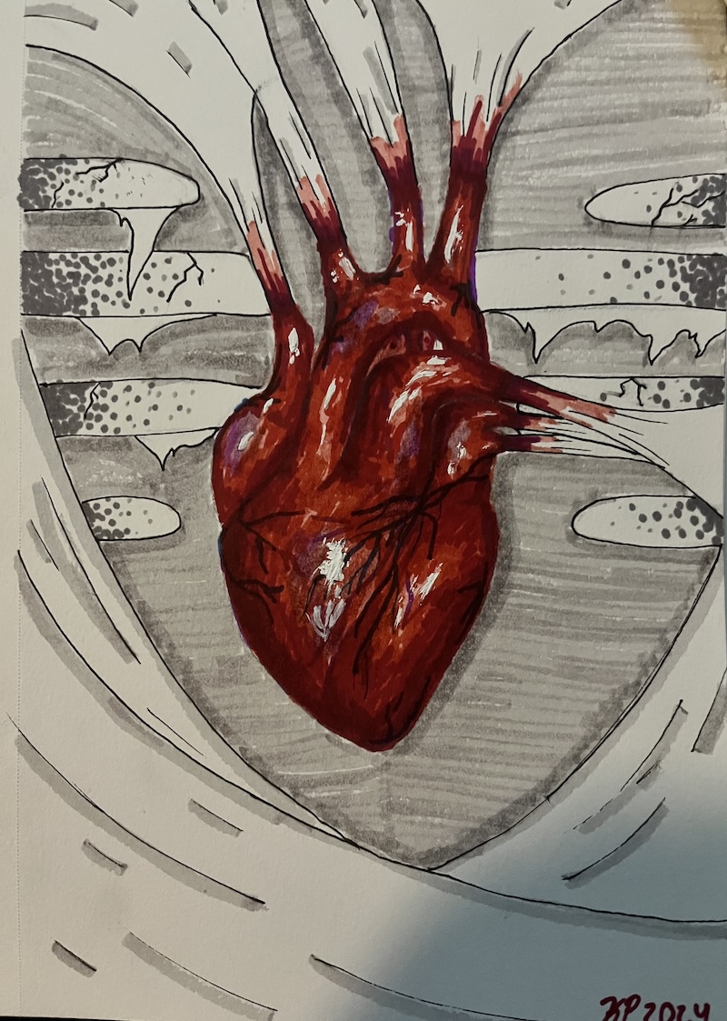drawn anatomical heart