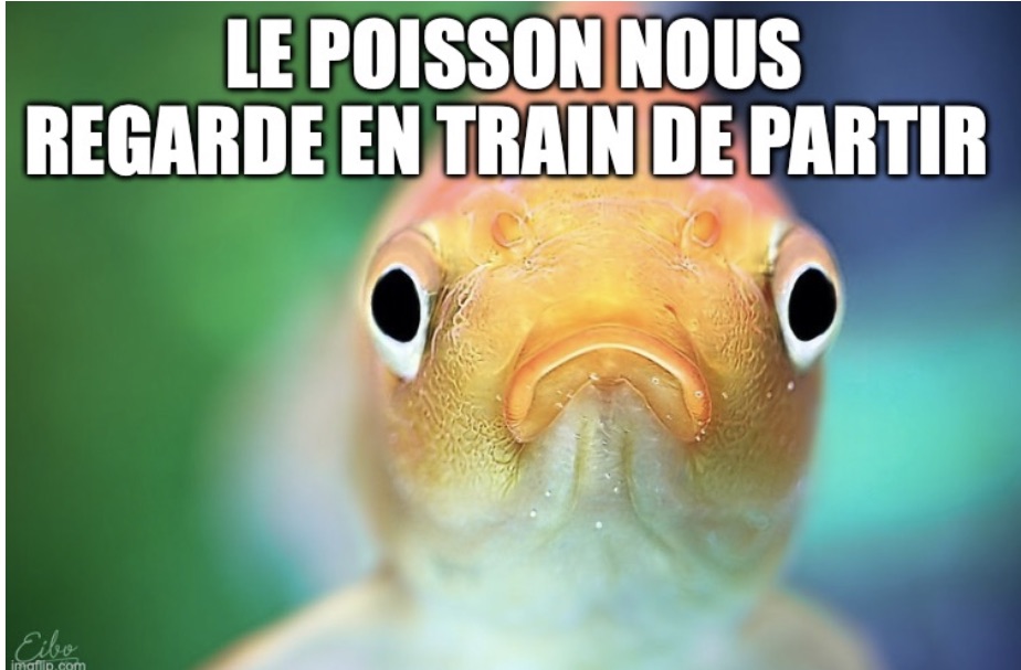 =Fish looking at screen with words in French