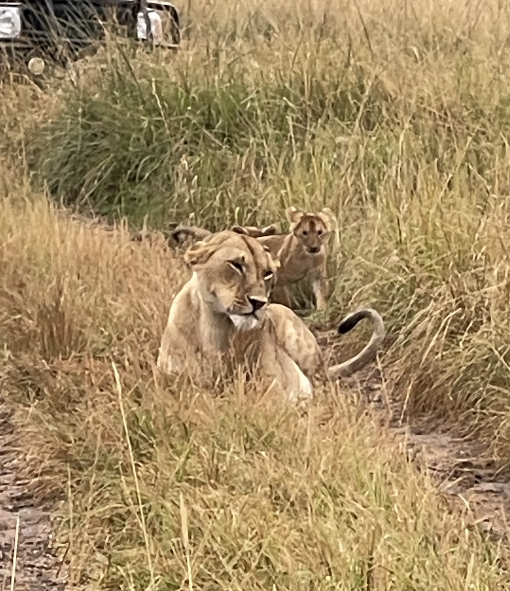 A lioness with her cubs in Masai Mara.