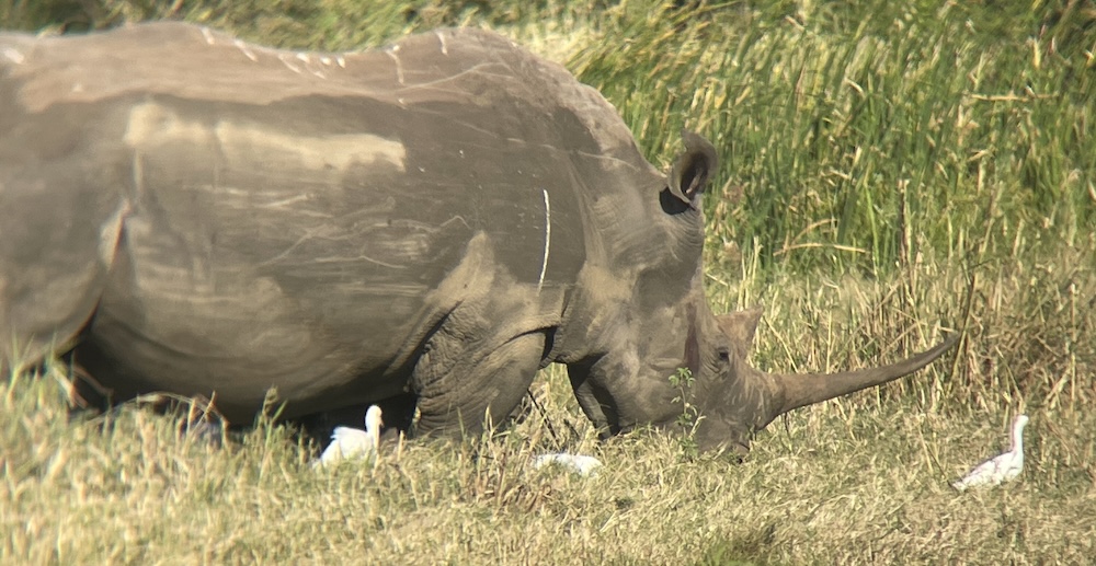A rhino in Meru.