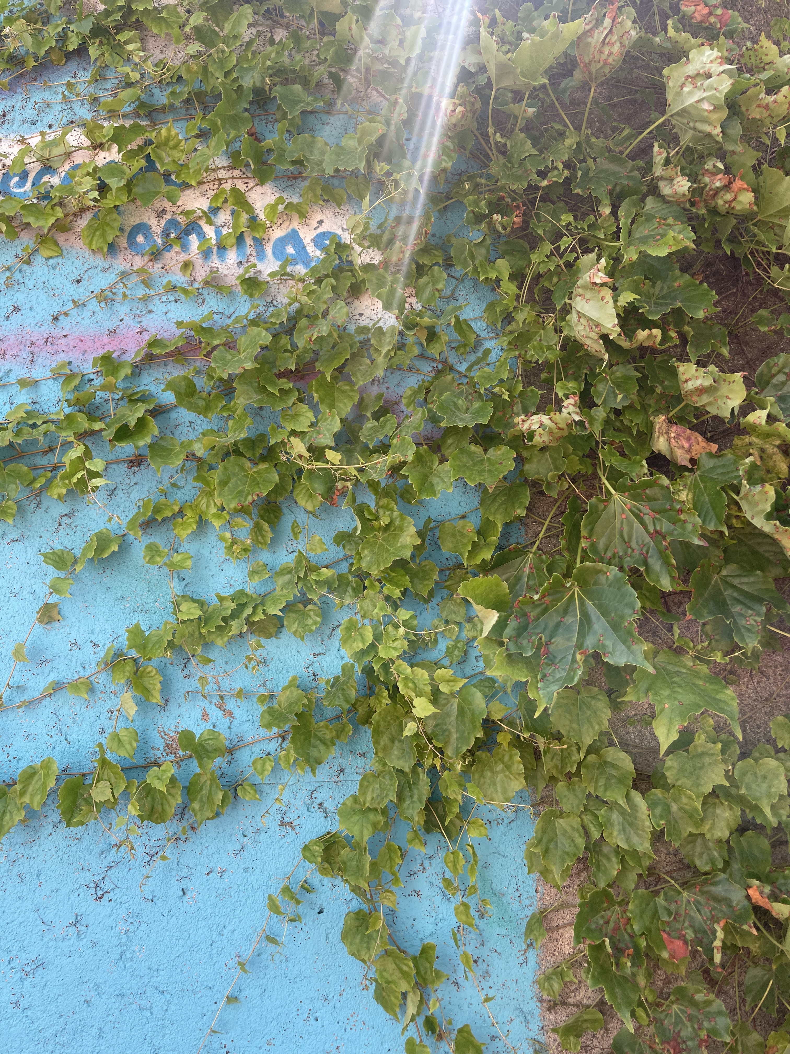 The mural before pruning.