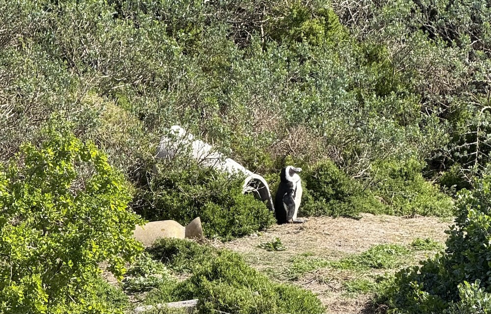 A penguin standing in the middle of several bushes.