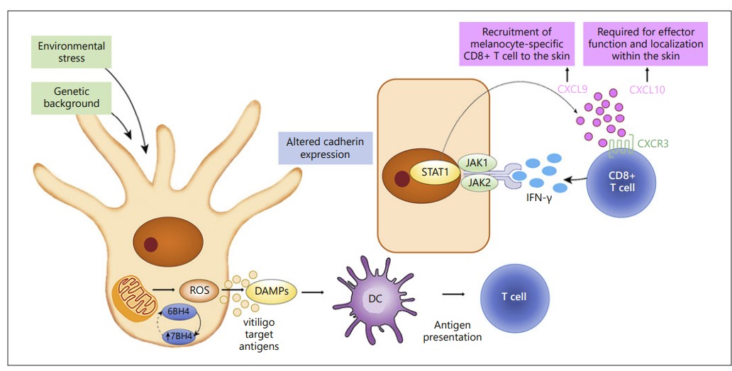 Background Graphical Abstract