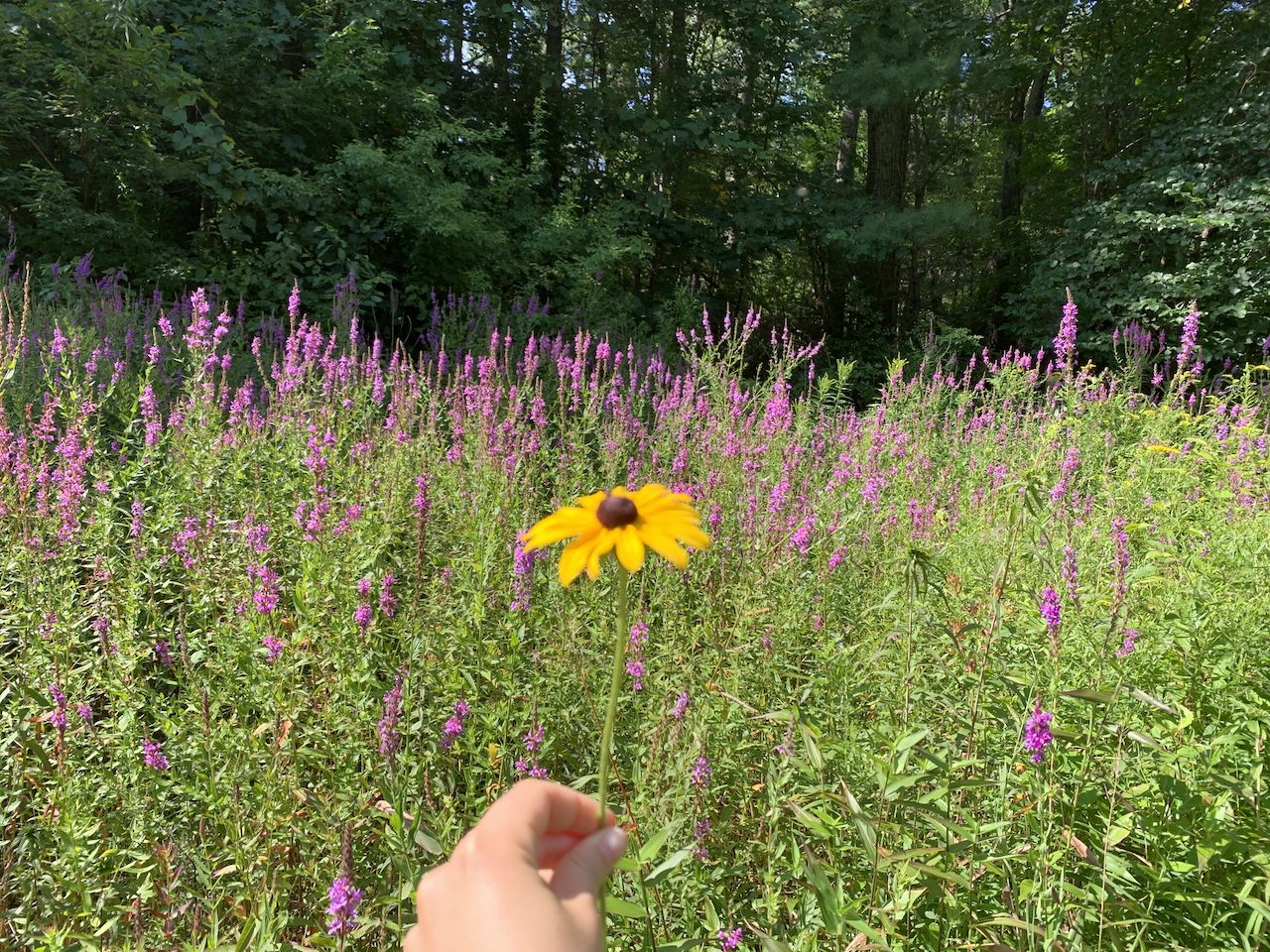 Black eyed susan (yellow flower) being held infront of a field of purple flowers.