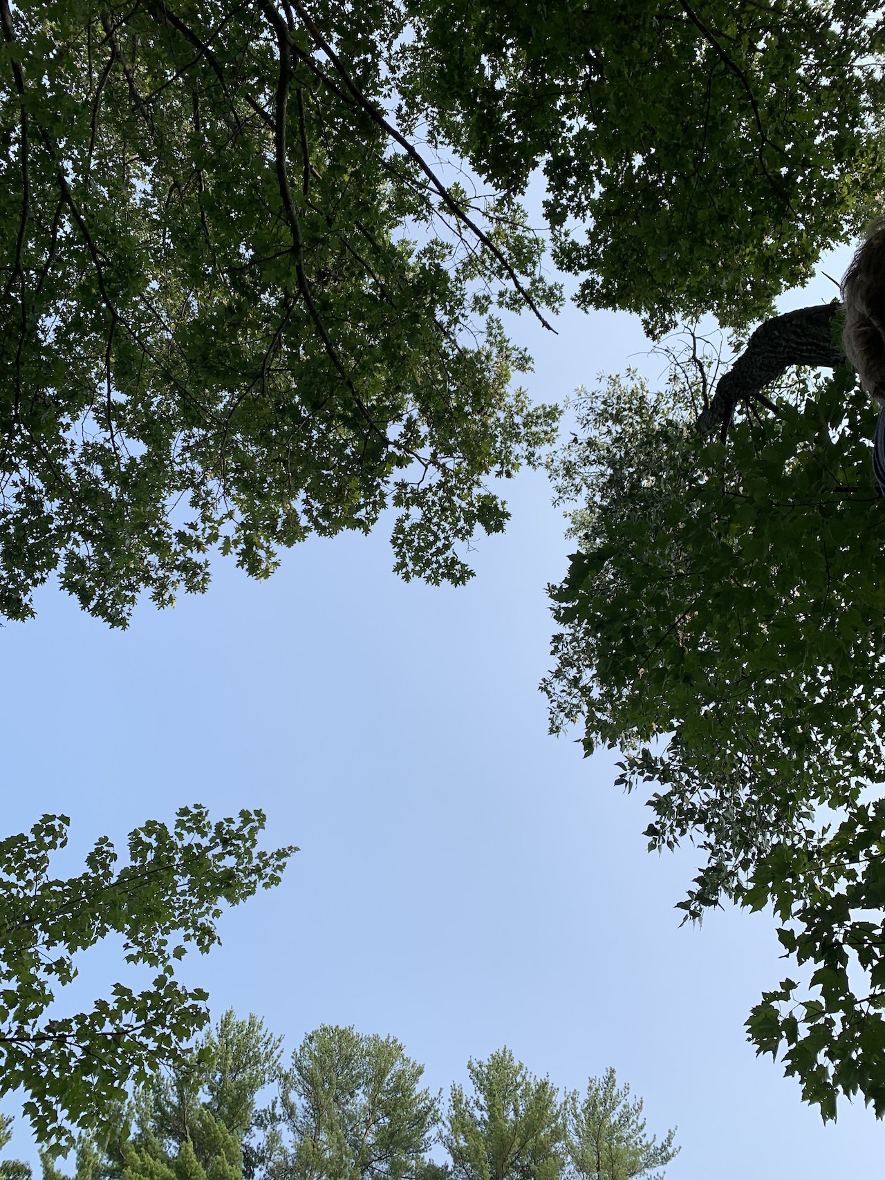 Sunlight filtering through green trees at Buffumville lake.