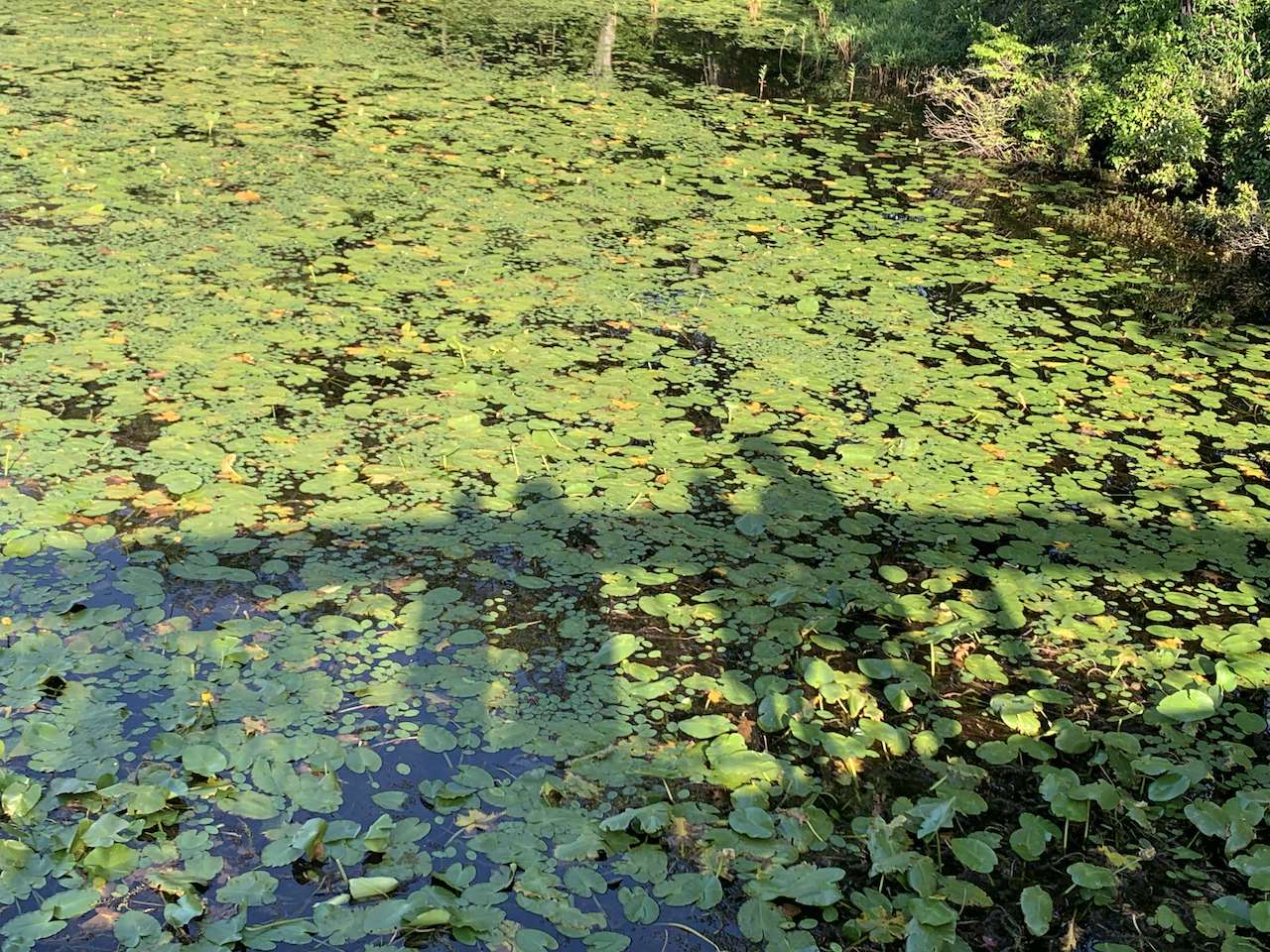 Four people's shadows cast on a lilypad covered pond.