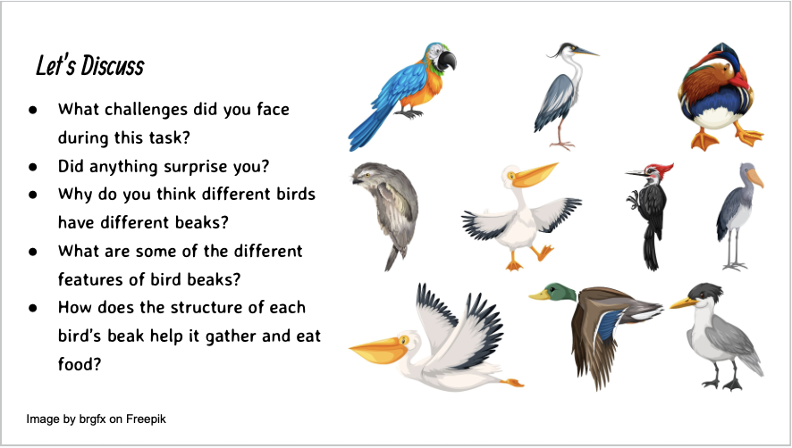 Image depicting discussion questions for bird beak adaptation STEM lesson.