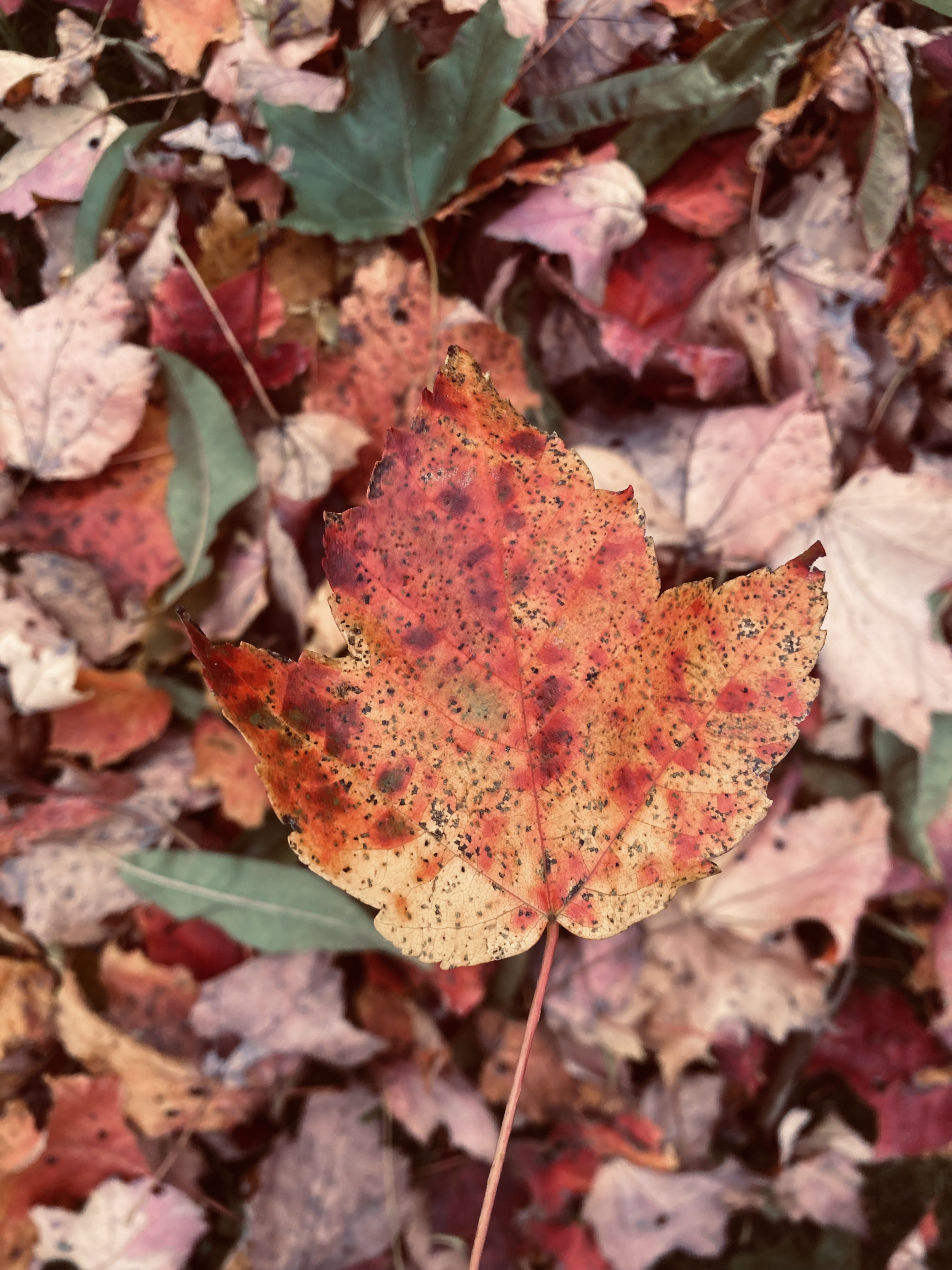 A picture I took of some leaves last Autumn