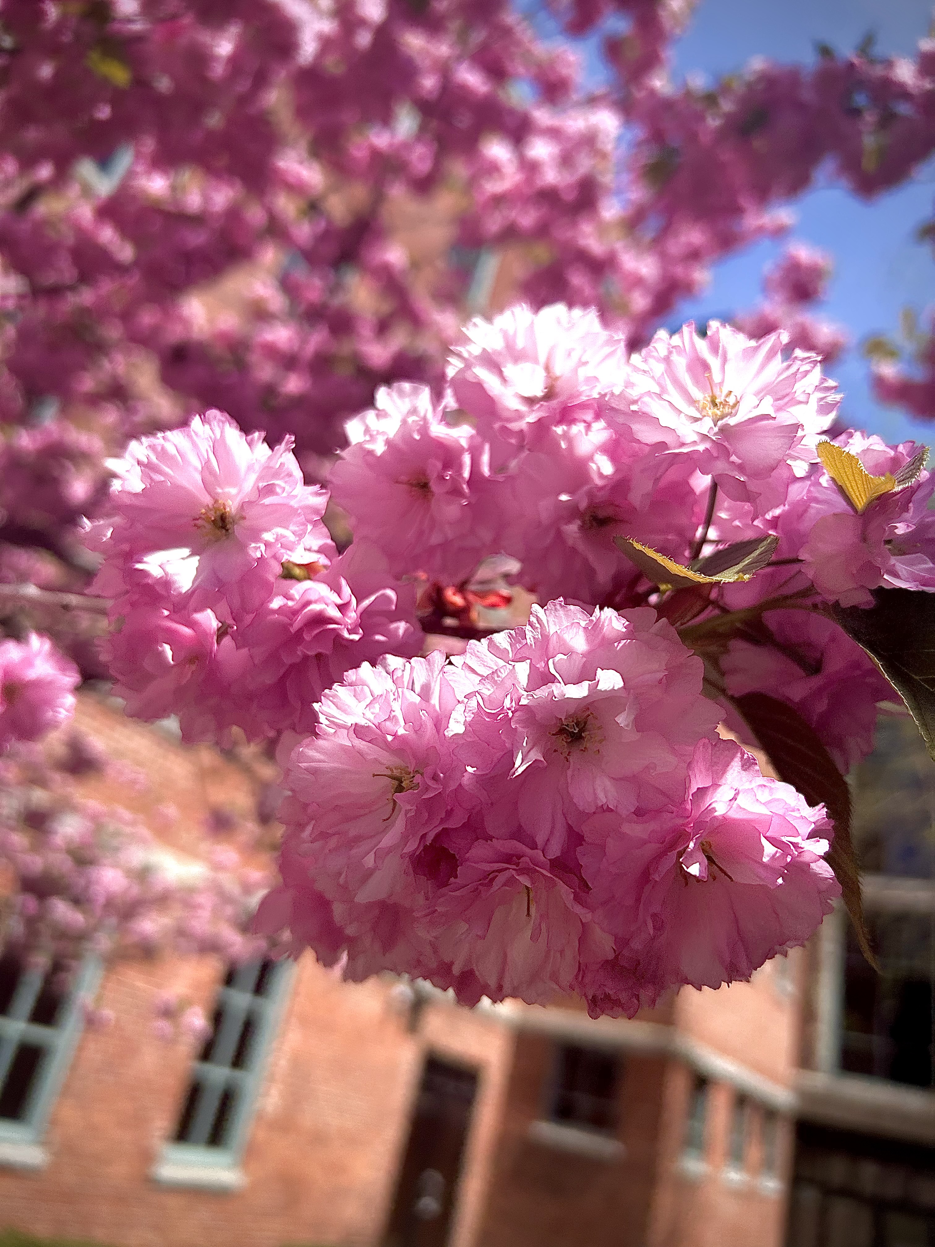 The flowers in bloom at MAMS