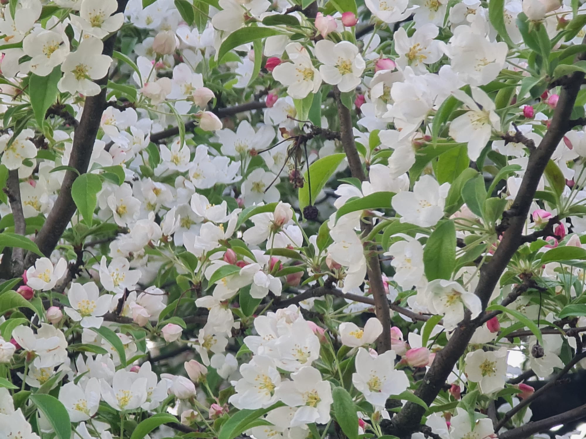 A photo of a flowering tree I took. 