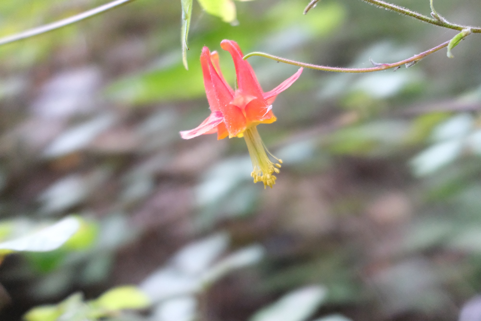 pink flower that looks like star fruit