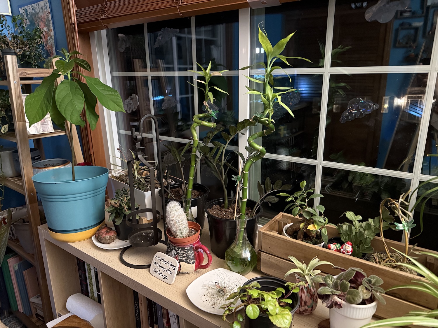 indoor plants