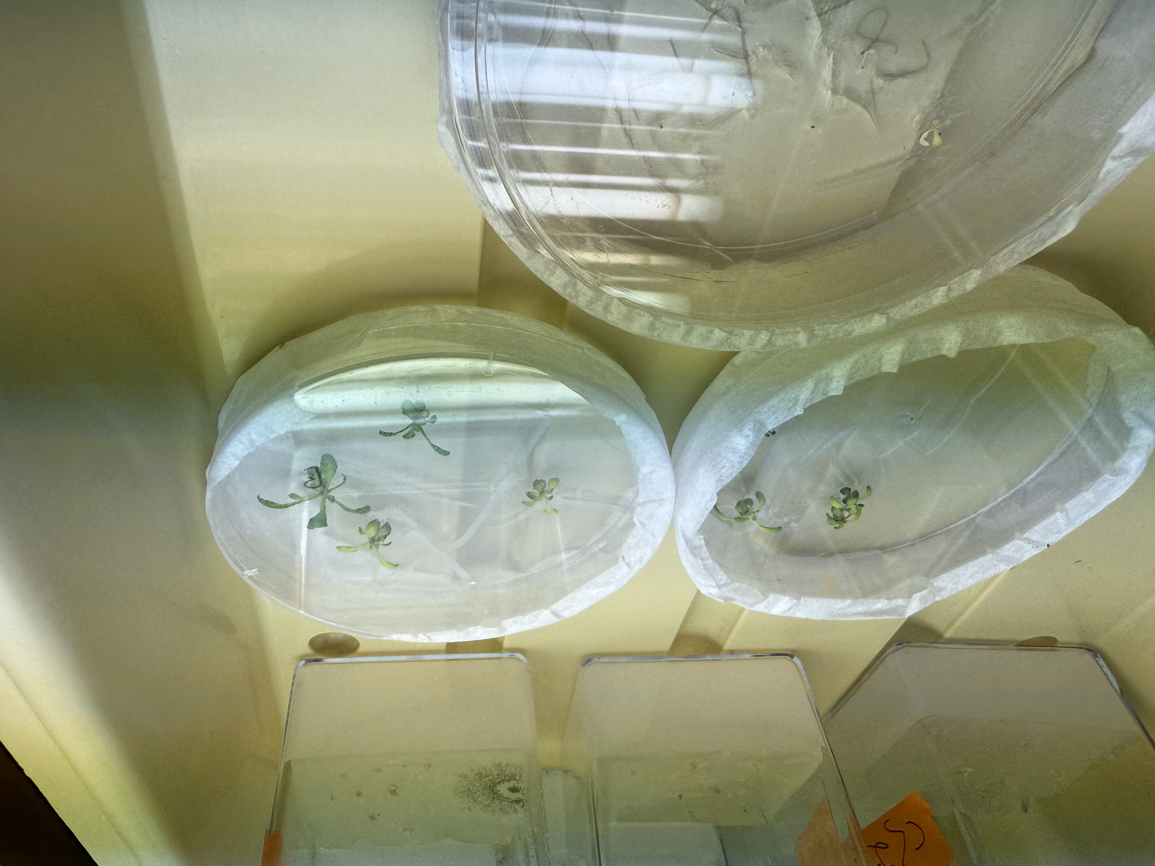 Pink azo dye produced for project