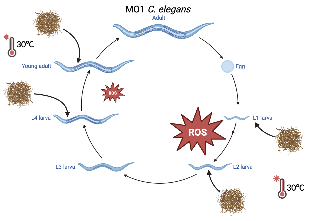 Graphical Abstract