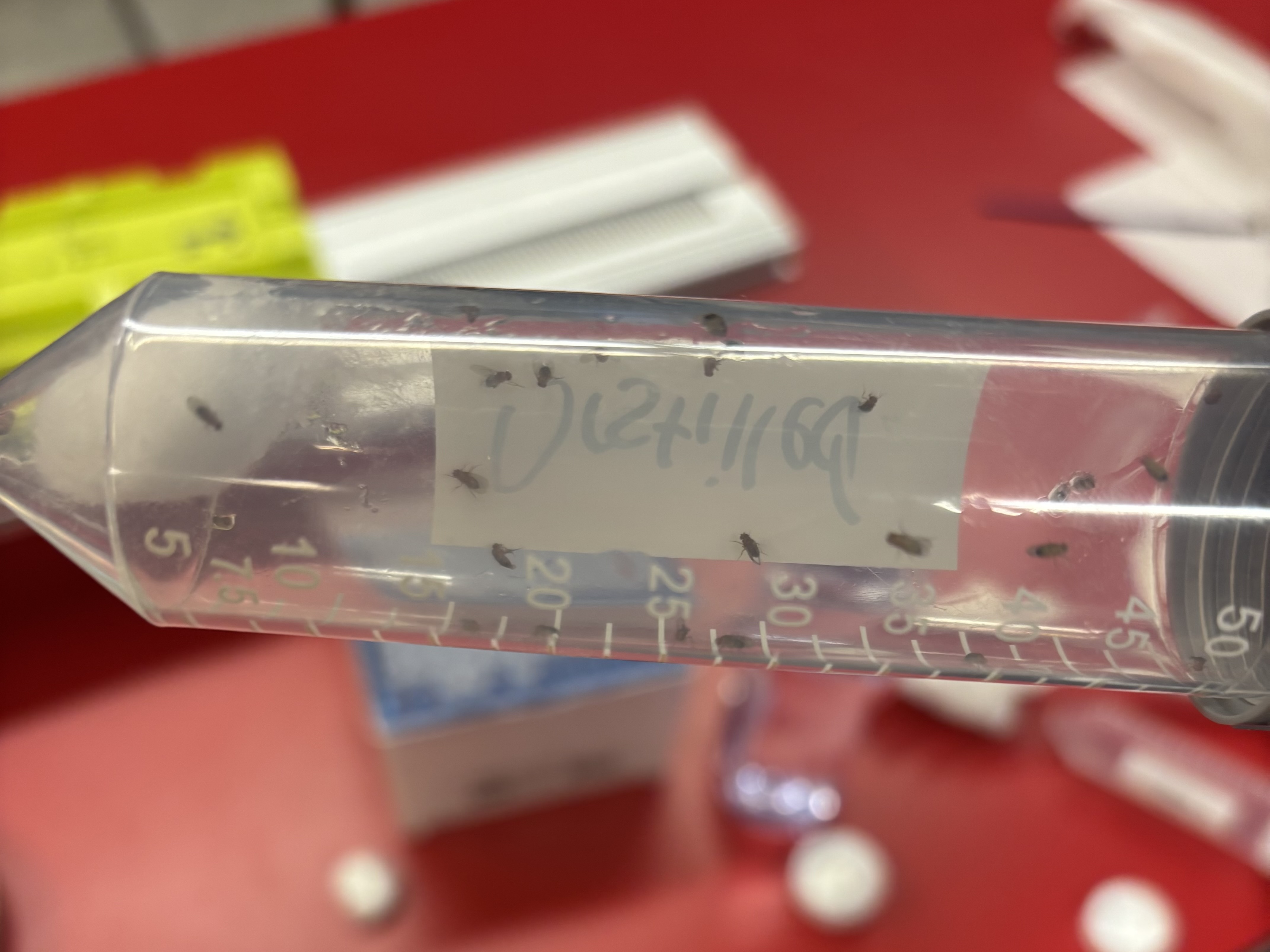 Girl in pink dress smiling in front of a beach