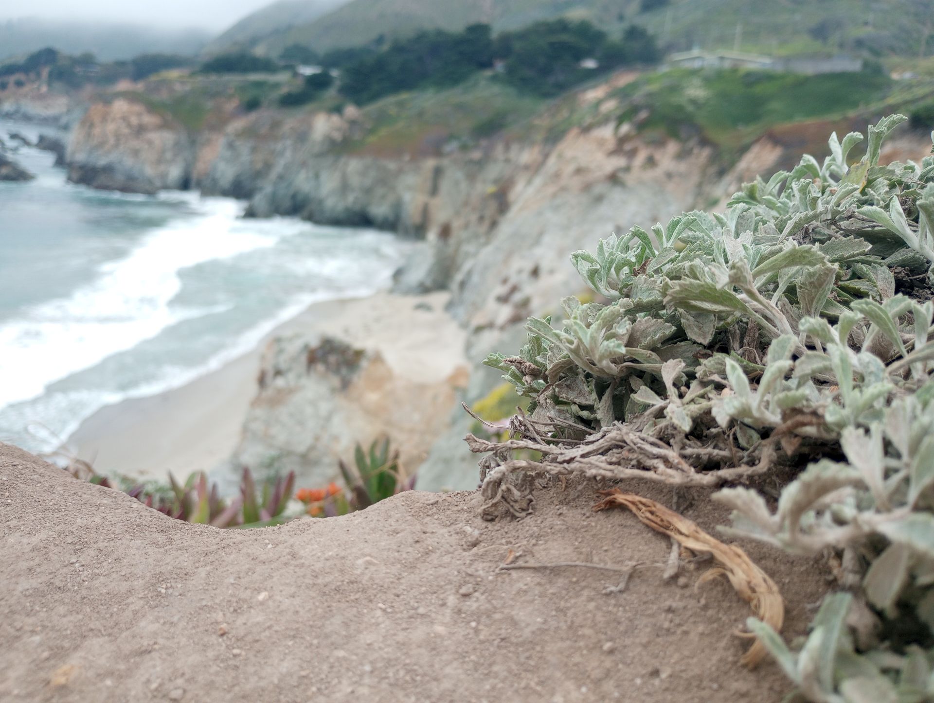 Picture of a plant by the picturesque cliffs of Big Sur, CA