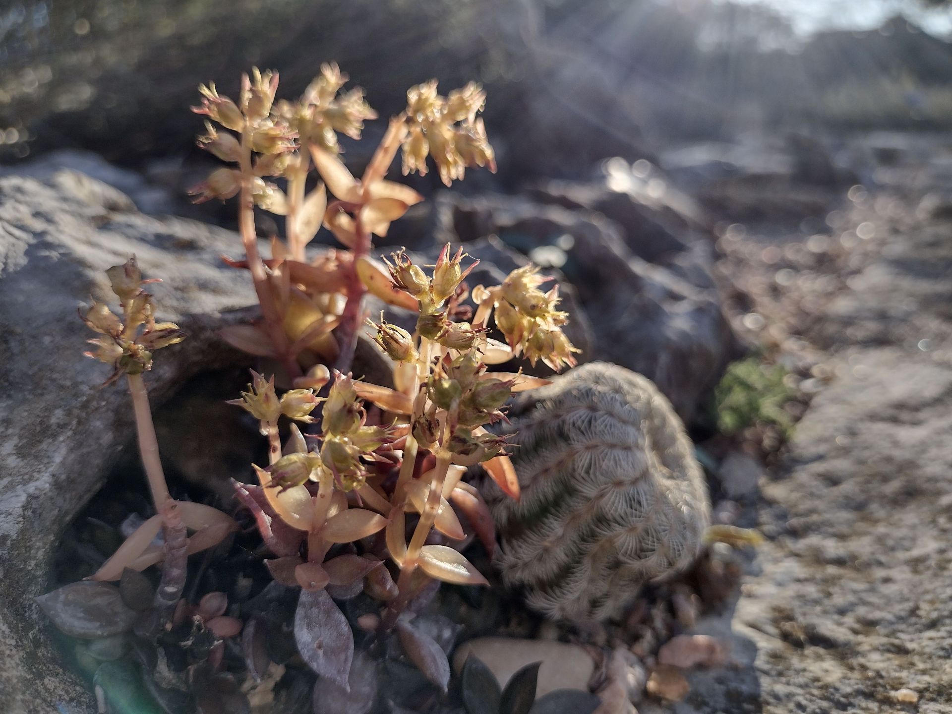 Small cactus in a garden near Austin, TX