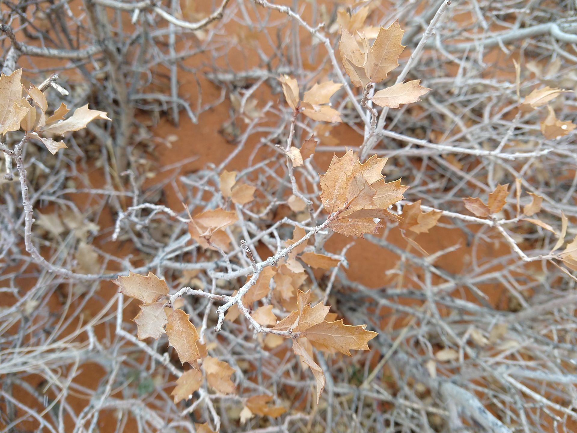 Leaves that caught my eye in Arizona
