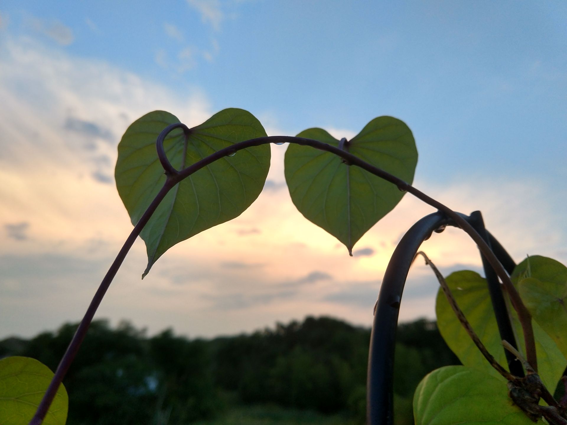 Moonflower leaves on my deck after the rain