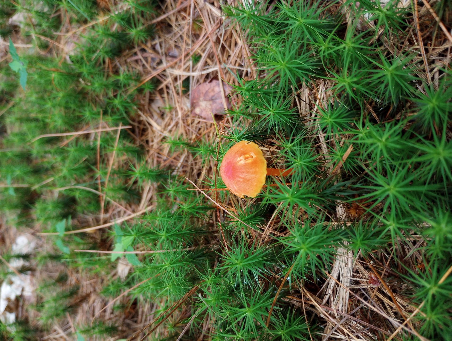 Cool mushroom I saw on a hike.