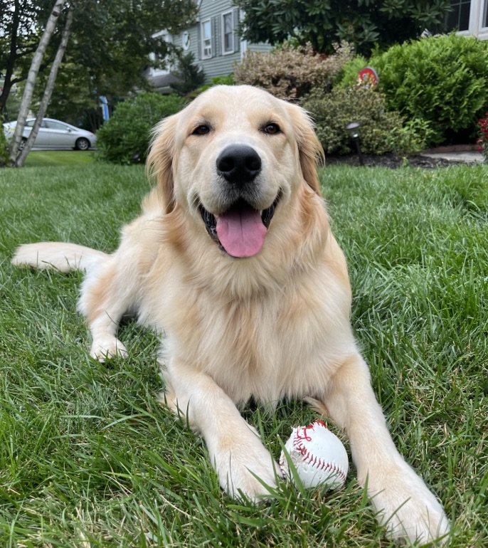 Dog on Grass