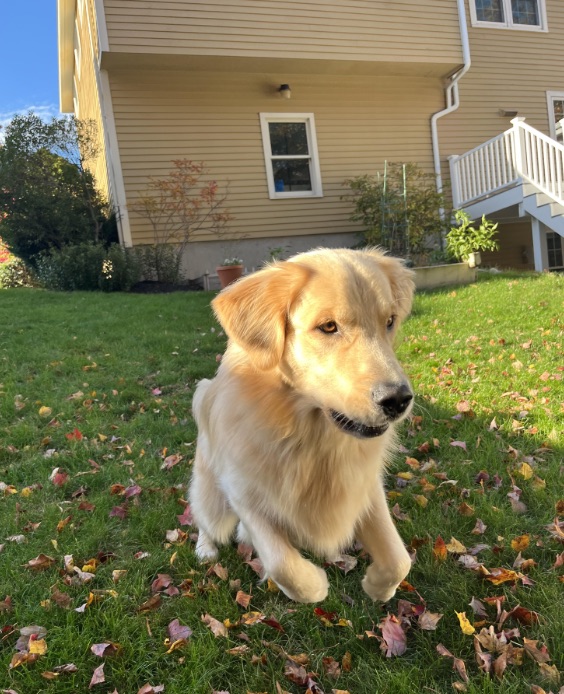 Dog Jumping
