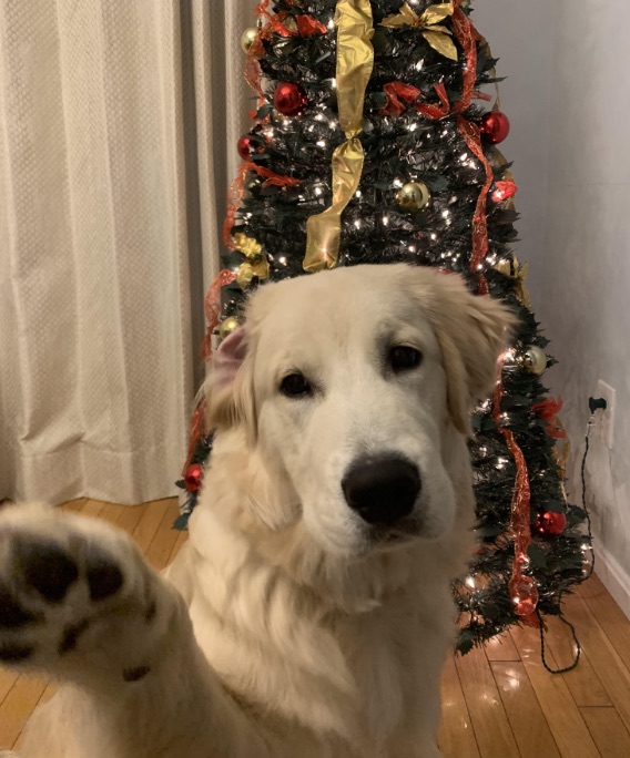 Dog Paw