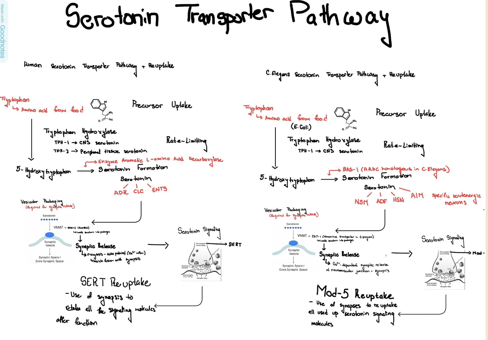 Background infographic showing serotonin pathway and C. elegans nervous system