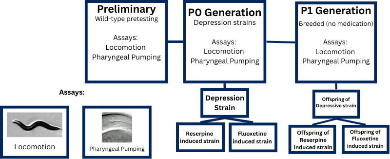 Flowchart showing experimental timeline and treatment groups