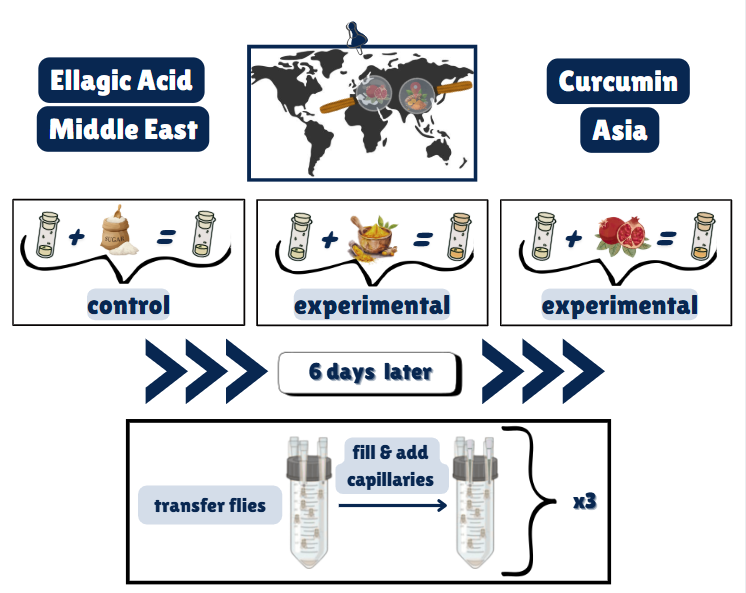 Saara's STEM procedure