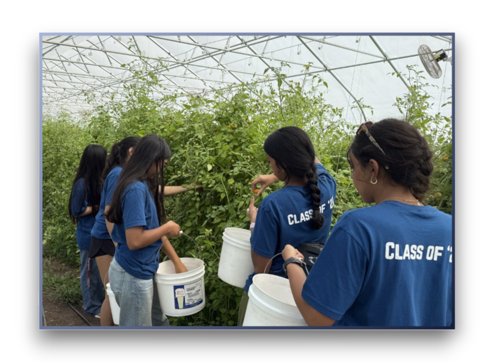Community Harvest