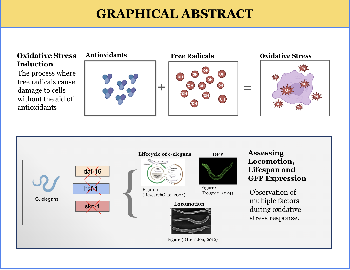 Graphical Abstract