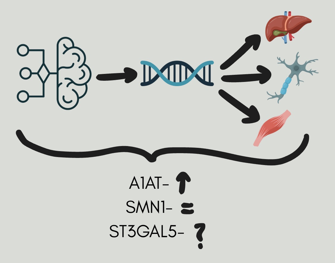 Graphical abstract for my project