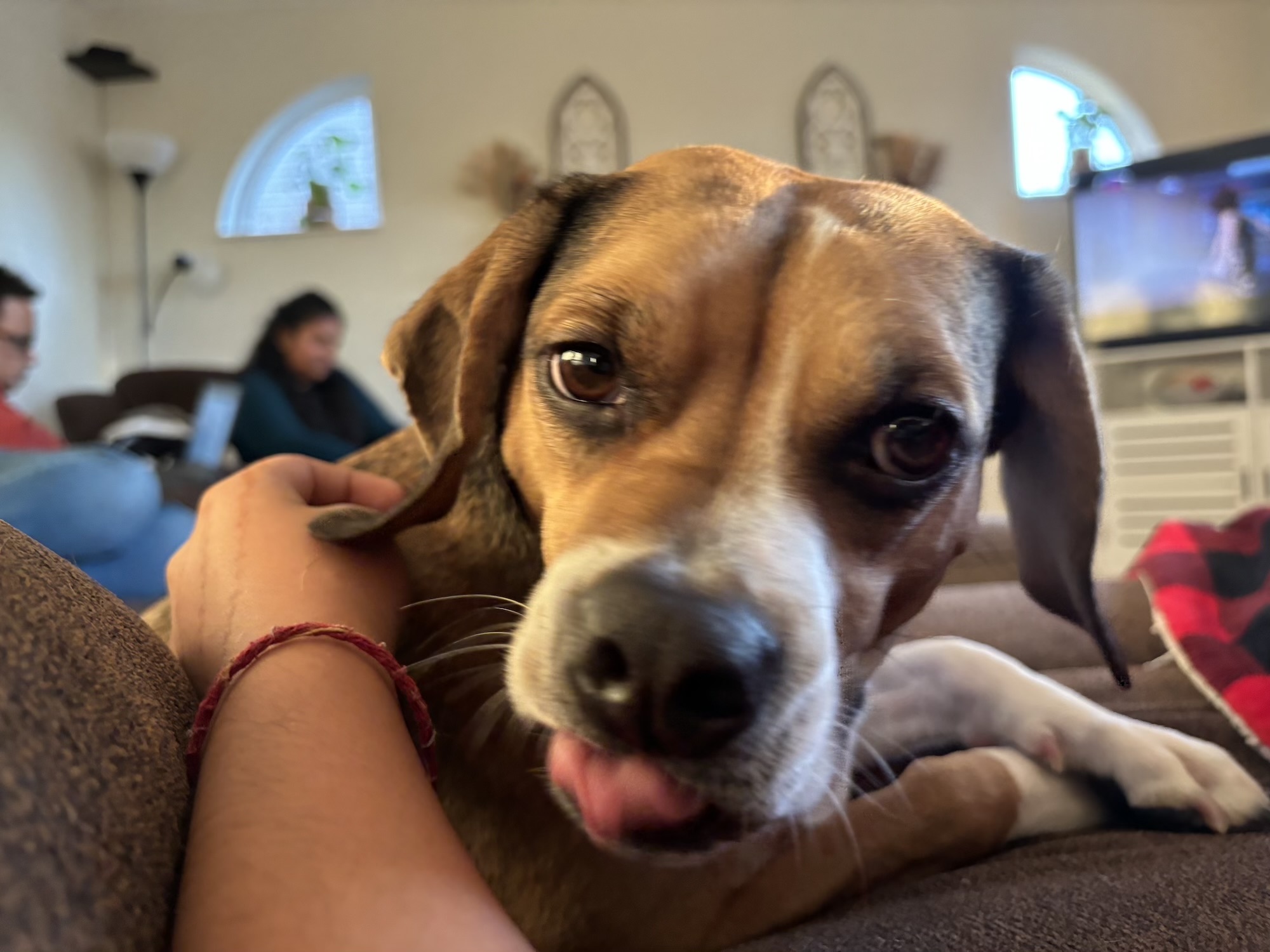 A friends dog named Buddy!