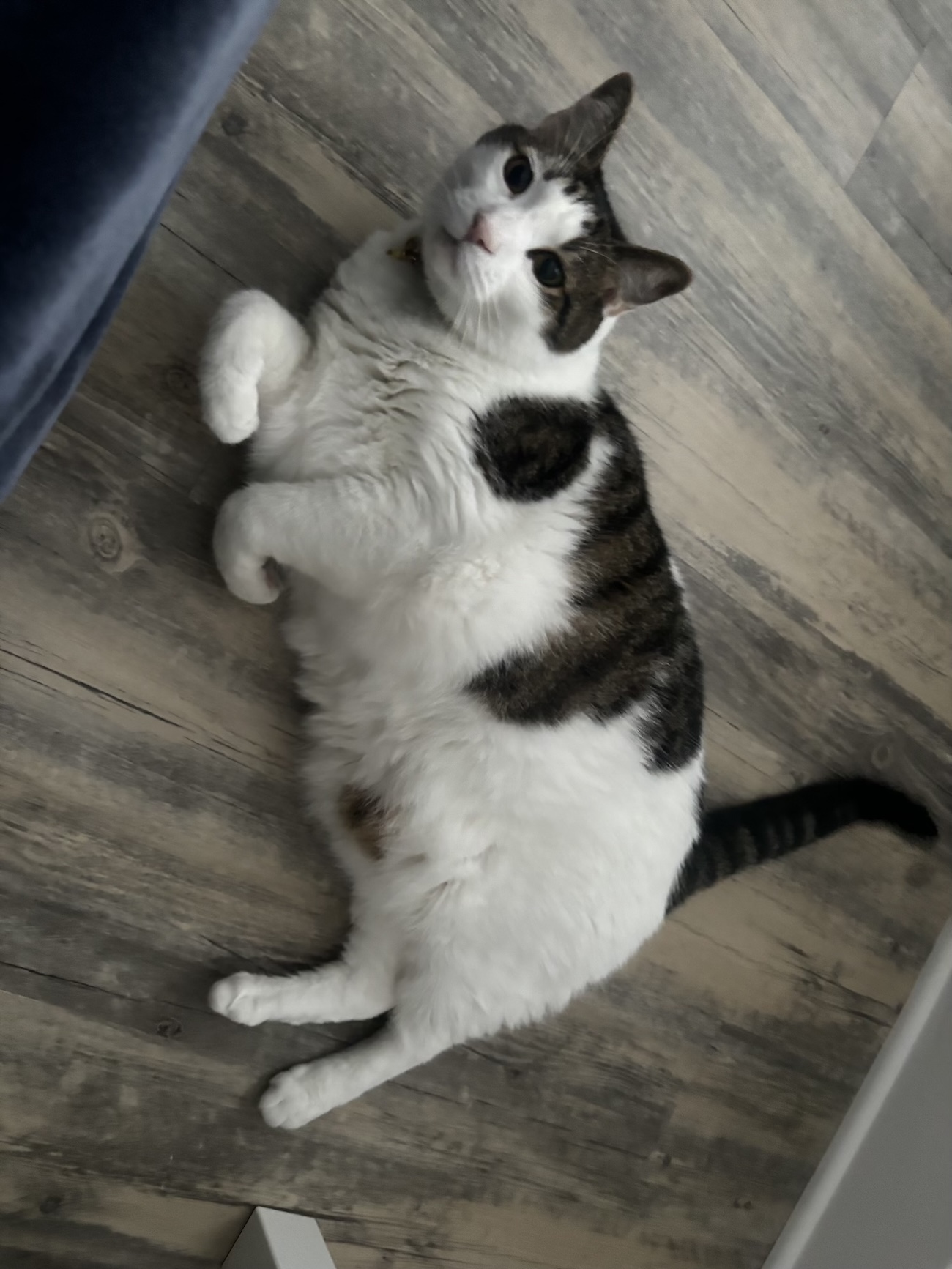 My aunt and uncles cat named Chase!