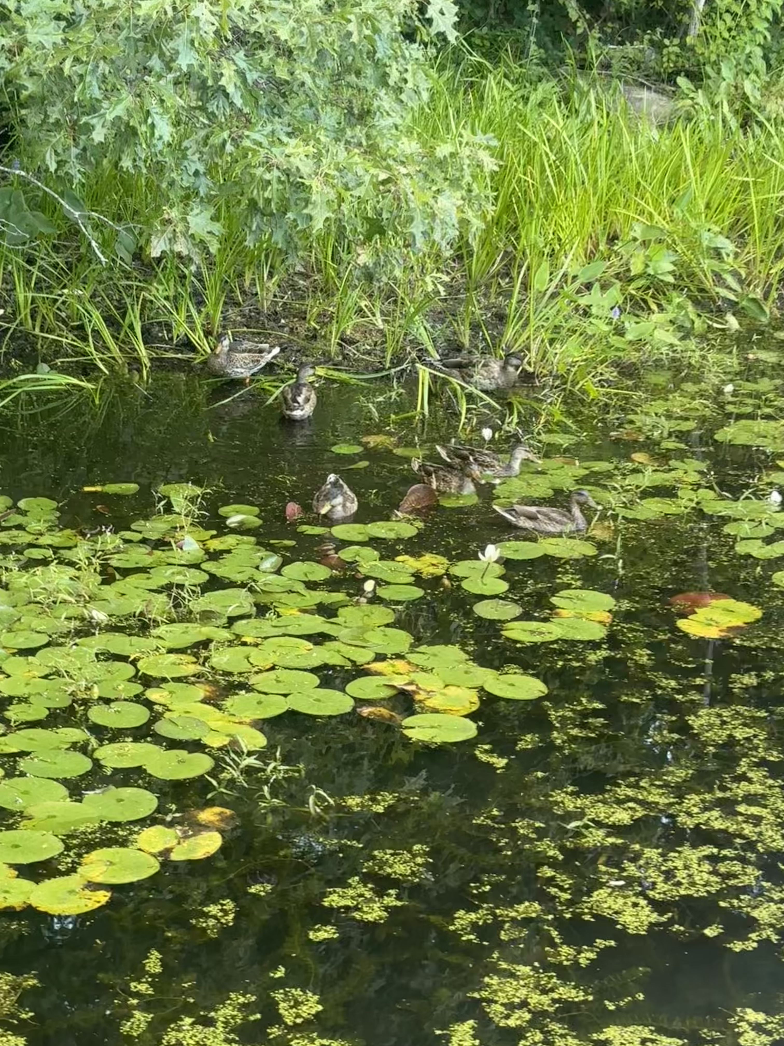 Ducks!