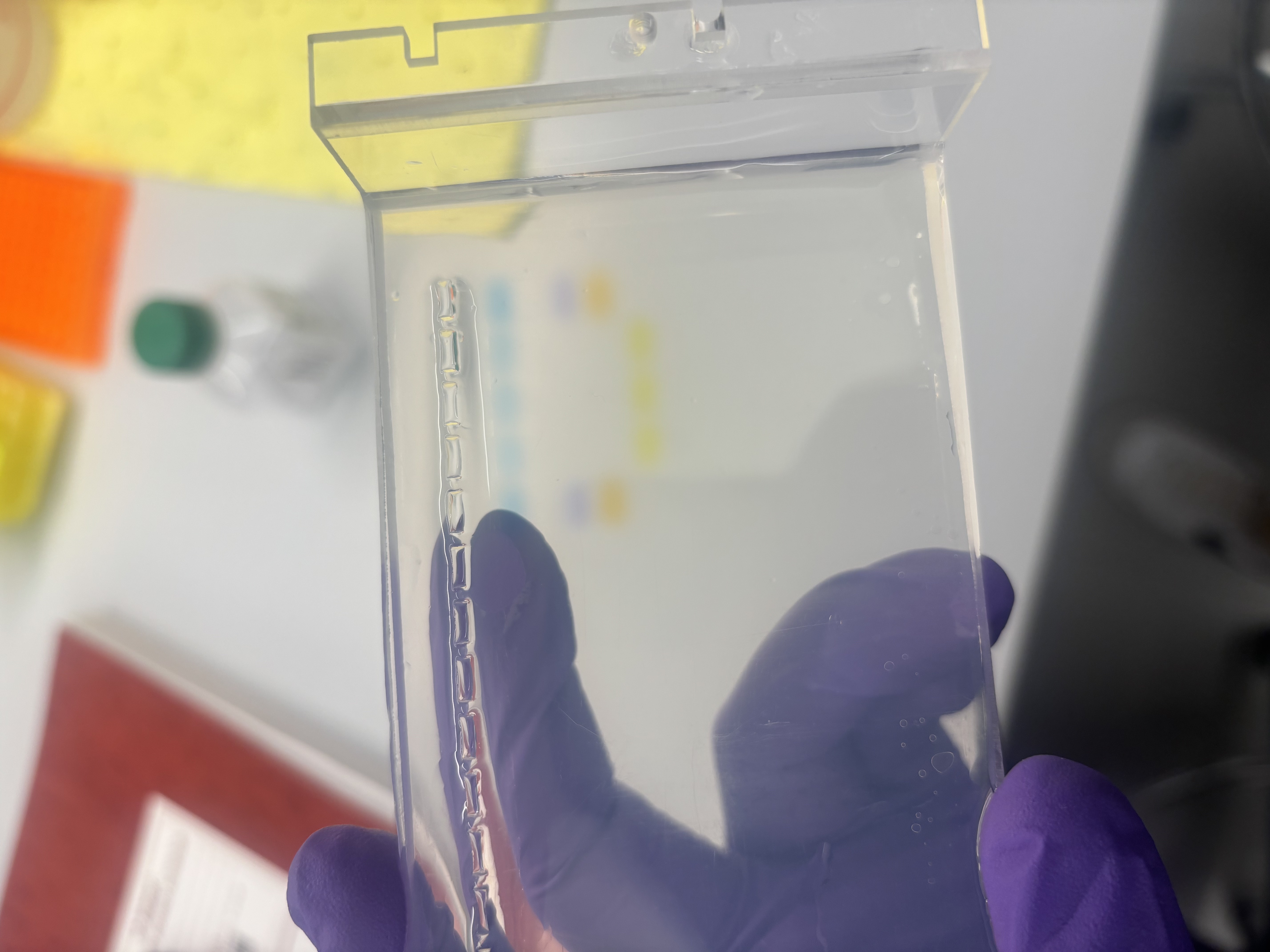 An image of a gel I ran for my project