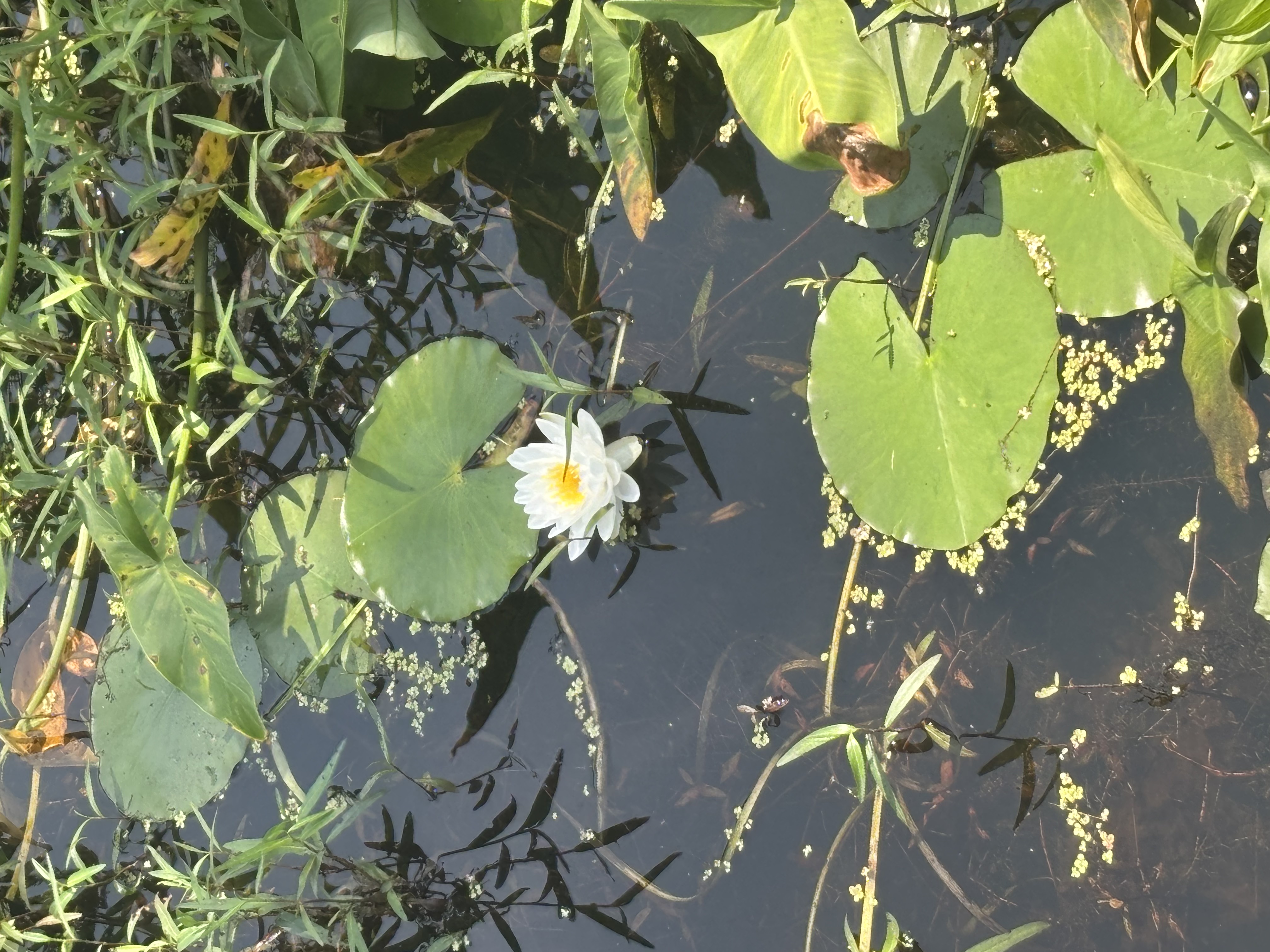 A lotus flower!