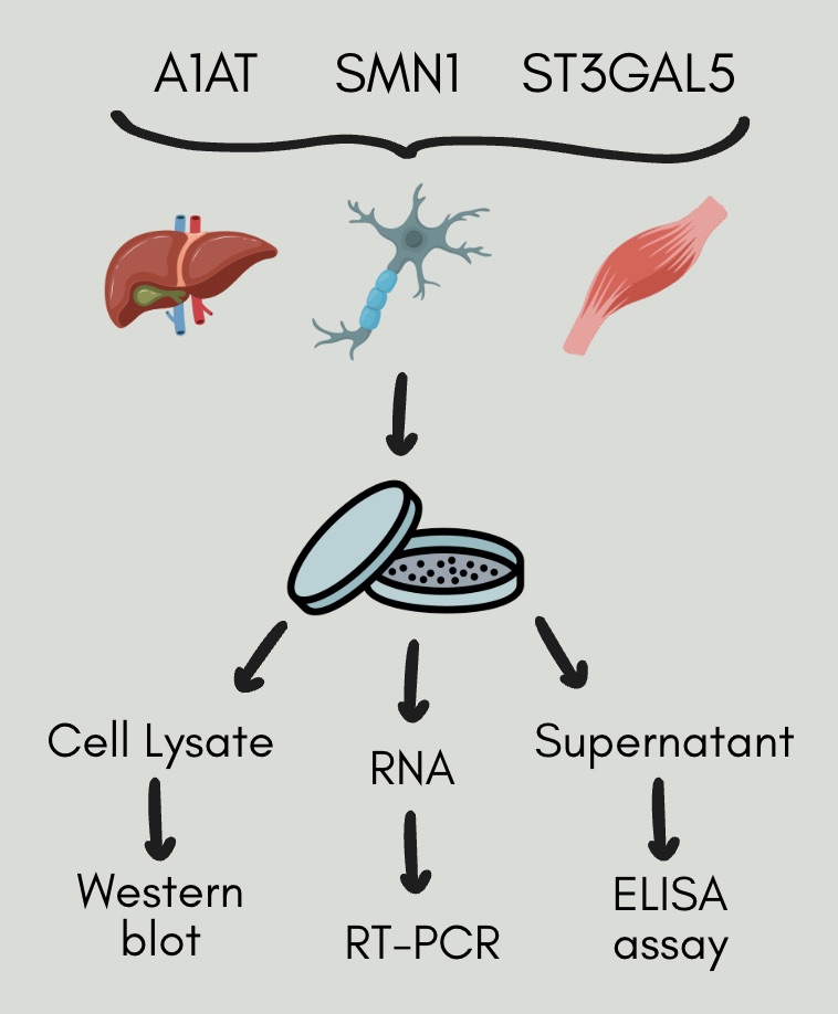 Graphical methodology for my project