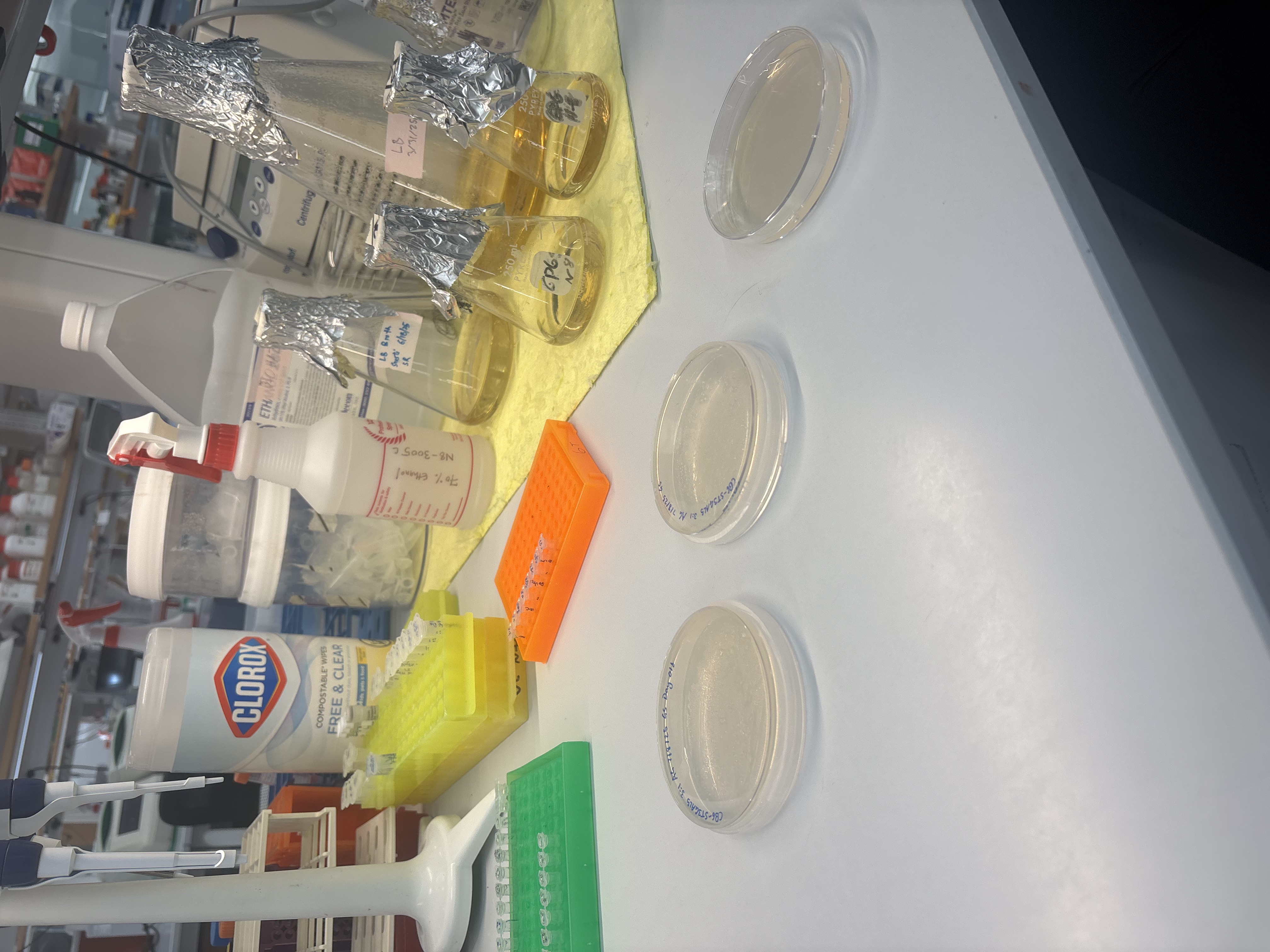 Some plates i was using to do cloning