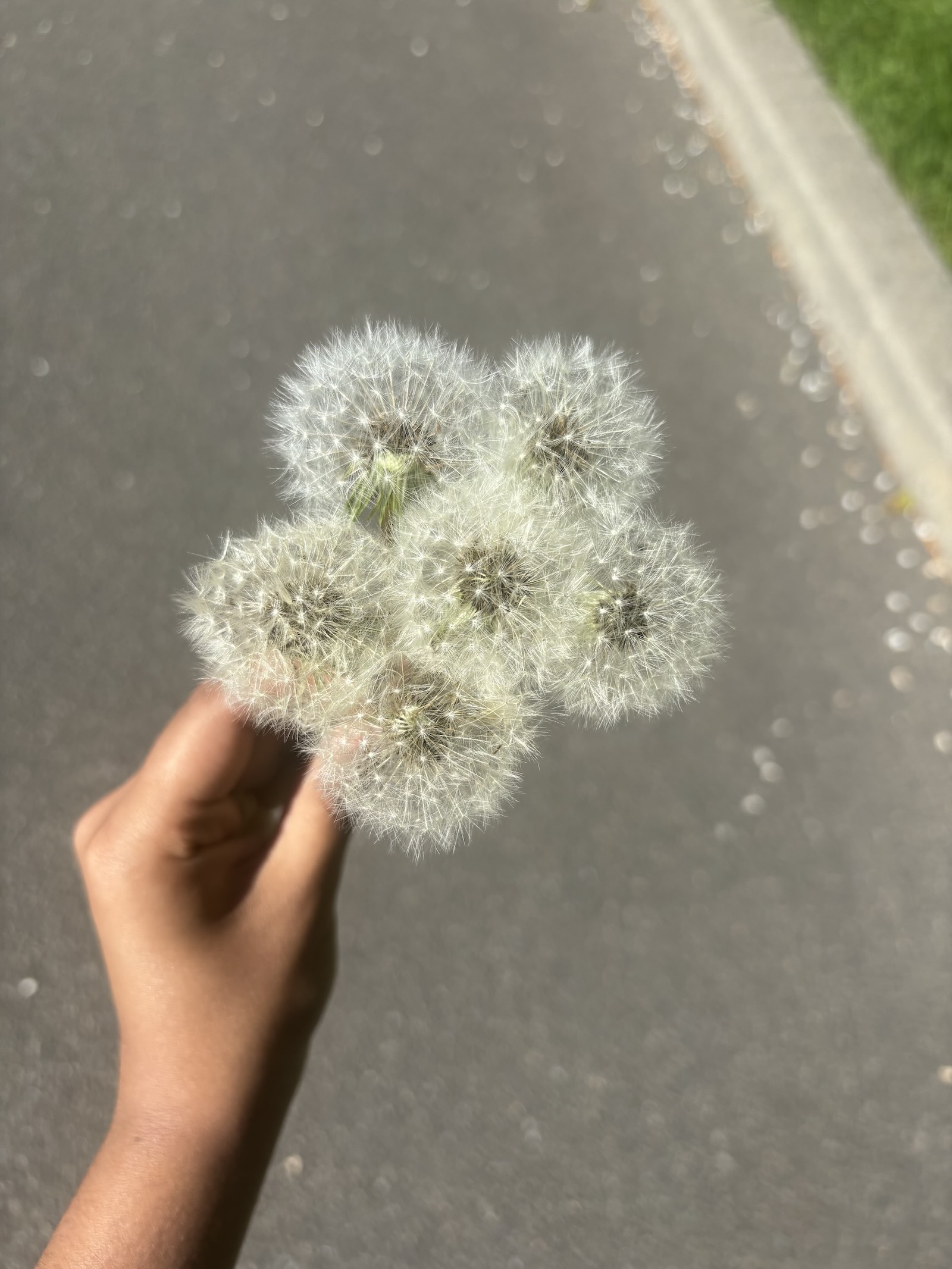 Some flowers I found in Quebec!