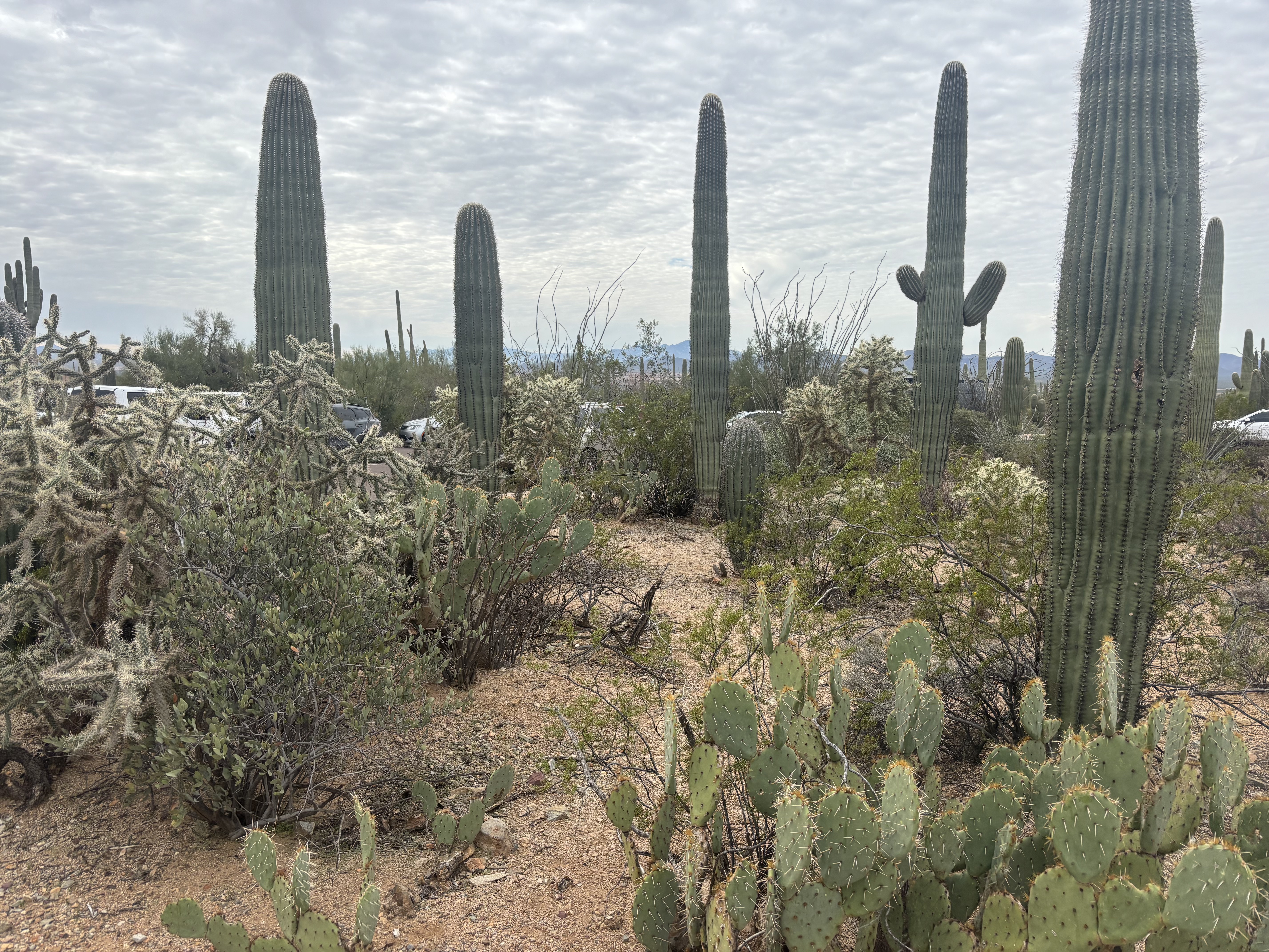 Saguaro National Park!