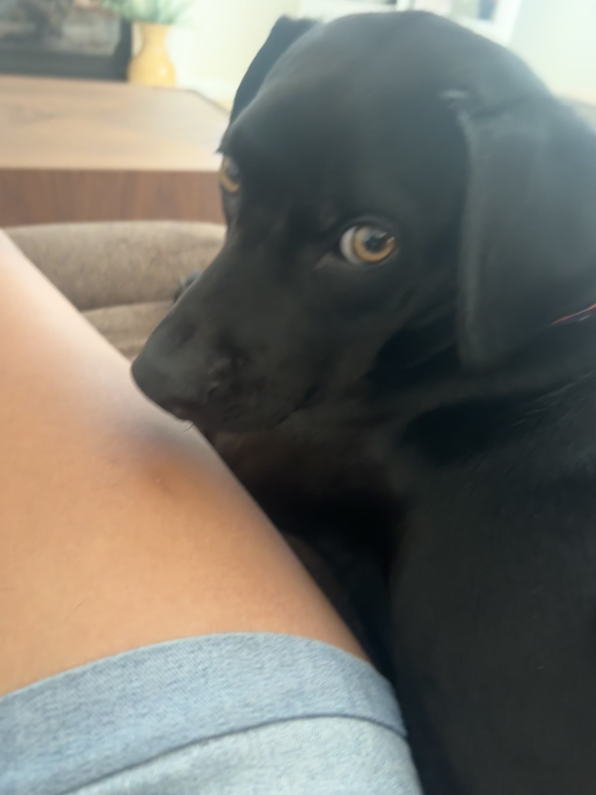 My aunt and uncles dog Simba!