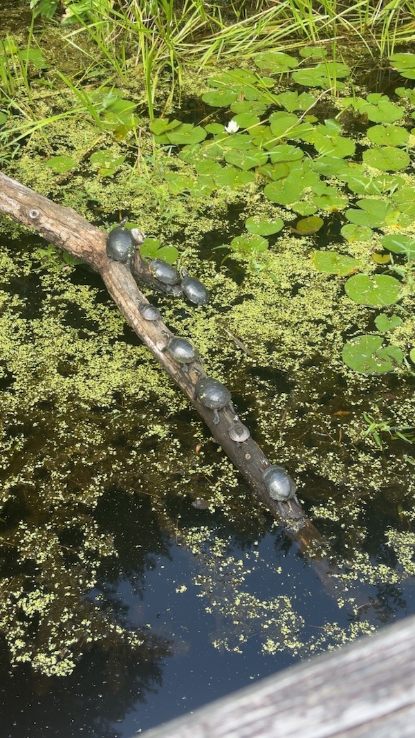 Turtles!