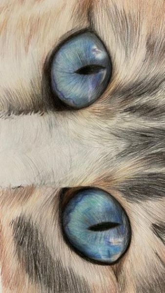 Cat Eye