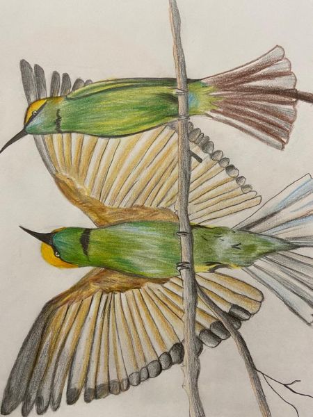 Hummingbird