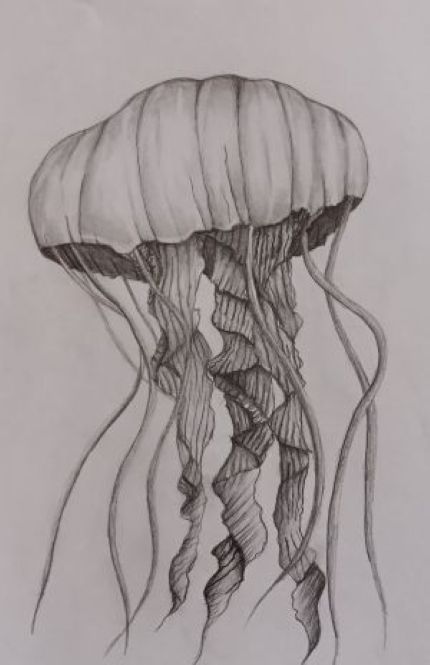 Jellyfish