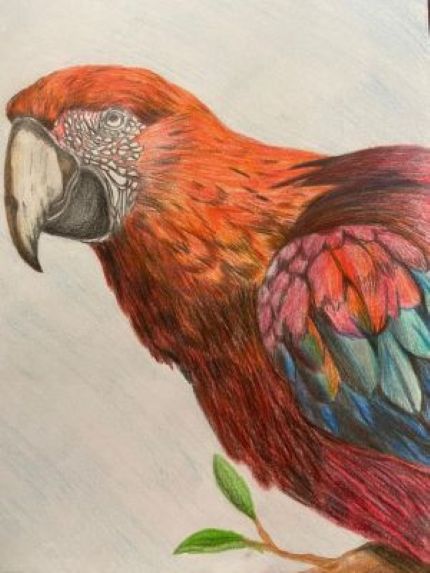 Macaw