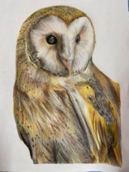 Barn Owl